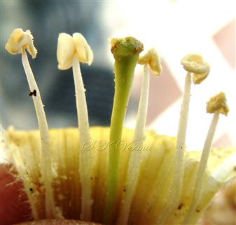  Stamens and Pistil
